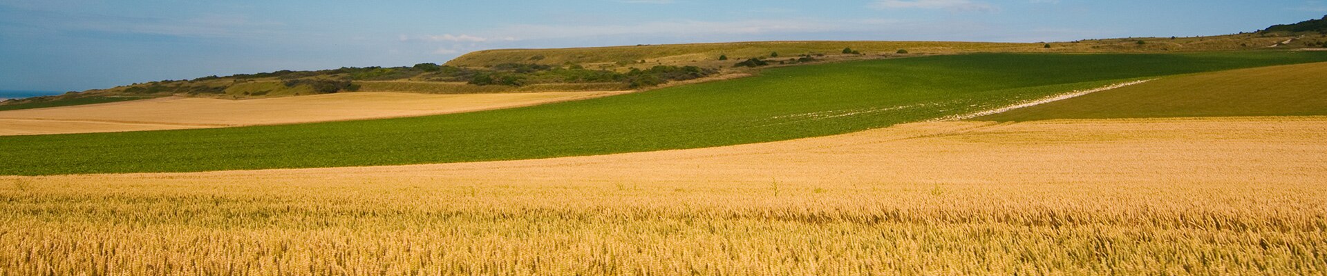 Header Image