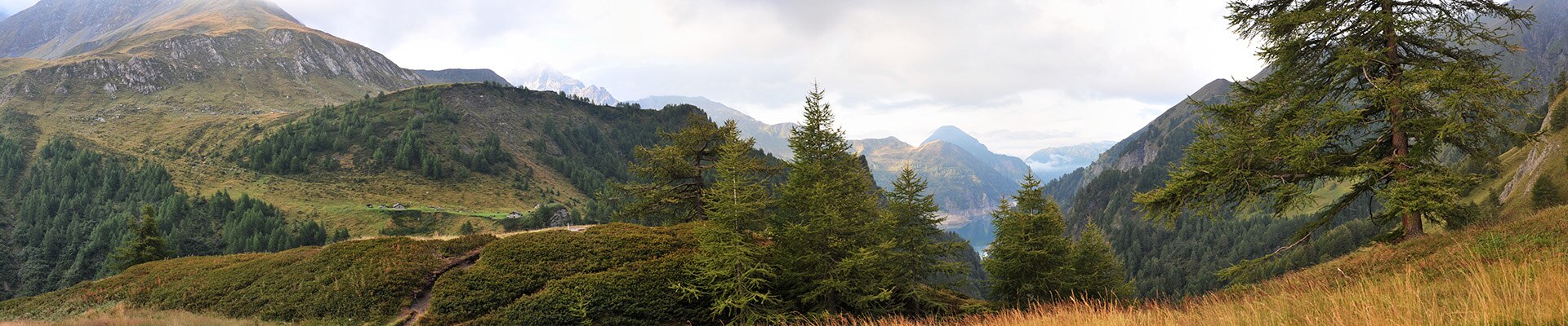 Header Image